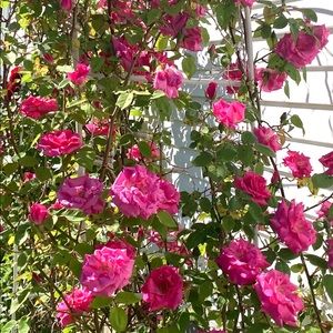 Meet your Posher, Sookmattie